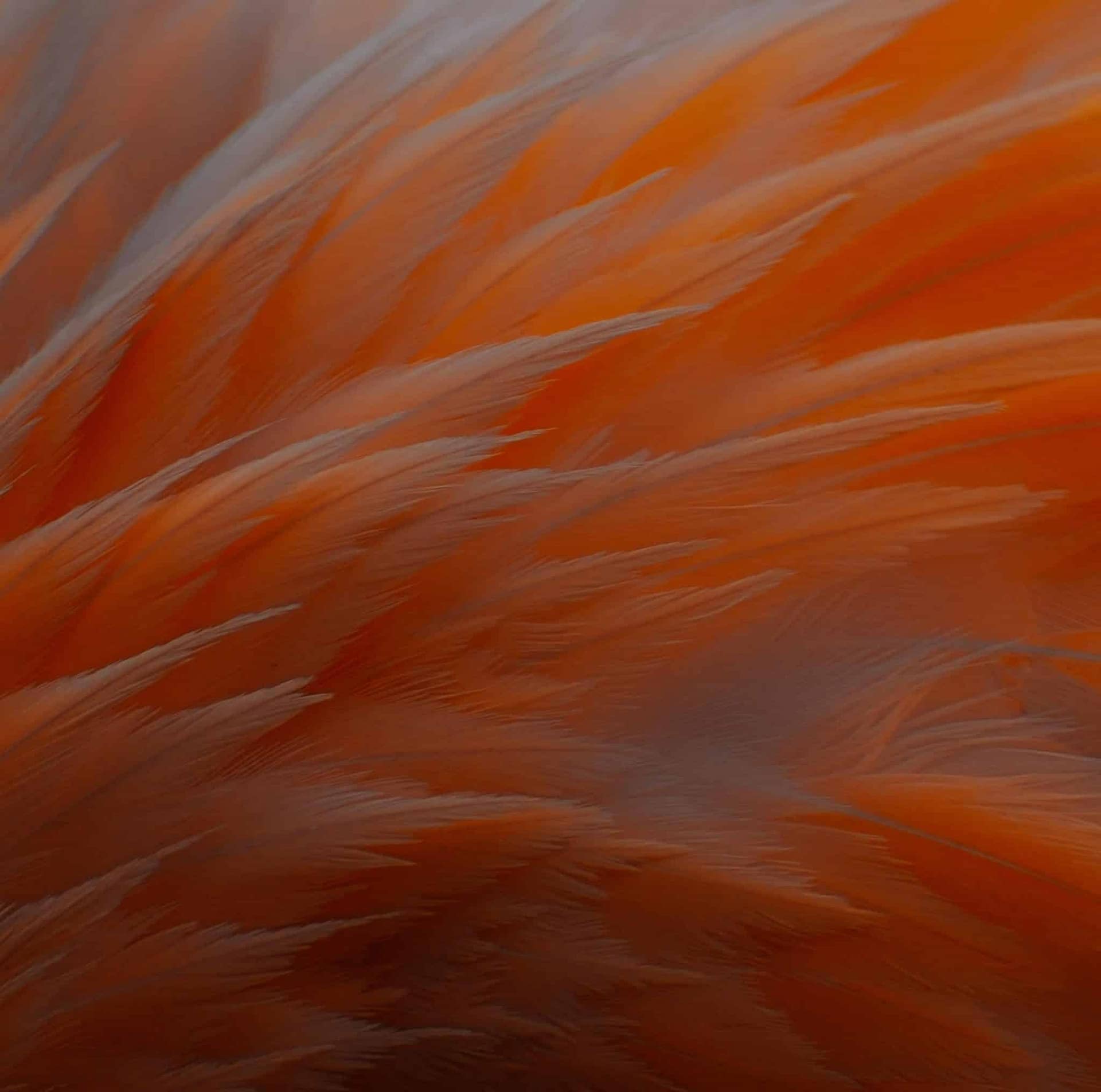 ALEXANDER MCQUEEN L'ENFANT PRODIGE DELLA MODA 2 ALEXANDER MCQUEEN